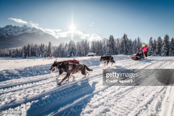 husky sled dogs in harness pull - sled dog 個照片及圖片檔