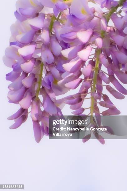 blooming pinkish  purple  wisteria - blauweregen stockfoto's en -beelden