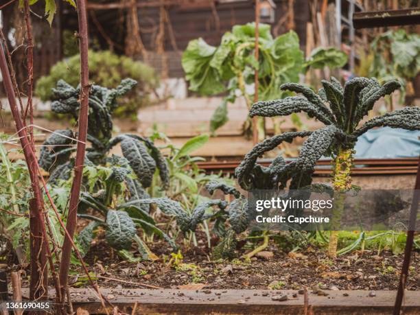 natural organically grown vegetables and plants. - autumn garden stock pictures, royalty-free photos & images