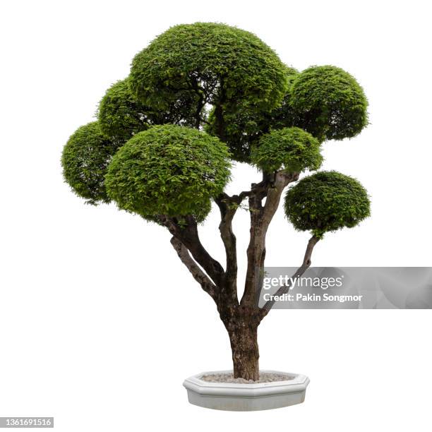 bonsai tree against isolated on white background. tamarind tree bending, clipping path - bonsai stock-fotos und bilder