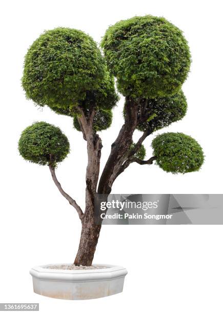 bonsai tree against isolated on white background. tamarind tree bending, clipping path - potted fruit tree stock pictures, royalty-free photos & images