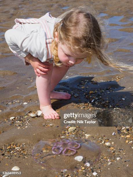 toddler looking at a moon jellyfish washed up on instow beach, devon, uk - sandy taylor stock pictures, royalty-free photos & images