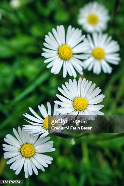 daisy chain   kackar mountains national park, rize, turkey - food poisoning chain stock pictures, royalty-free photos & images