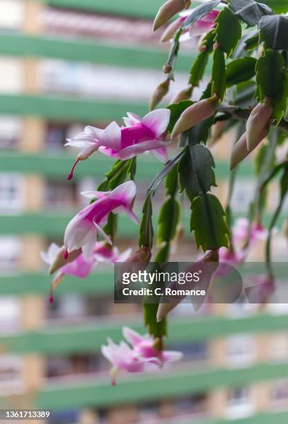 christmas cactus - christmas cactus stock pictures, royalty-free photos & images
