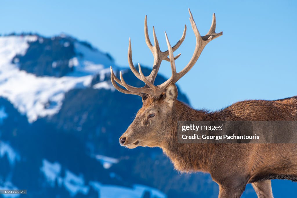 Male red deer with antlers with mountain in the background