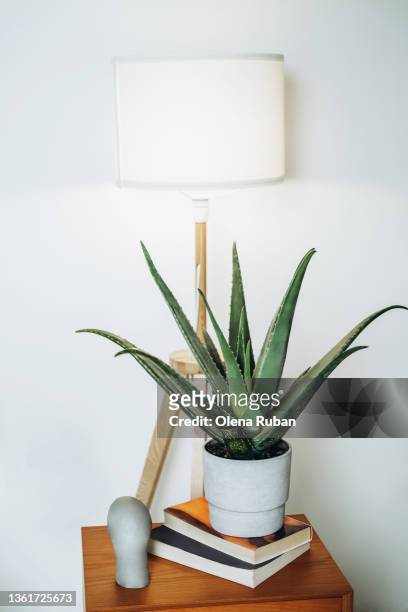 aloe vera and gray bust on nightstand near floor lamp. - aloe vera stock-fotos und bilder