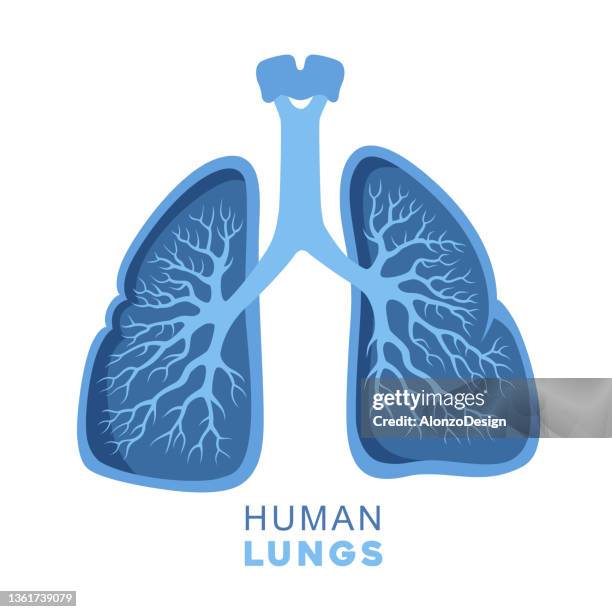 stockillustraties, clipart, cartoons en iconen met human lungs. concept design. - anatomical model