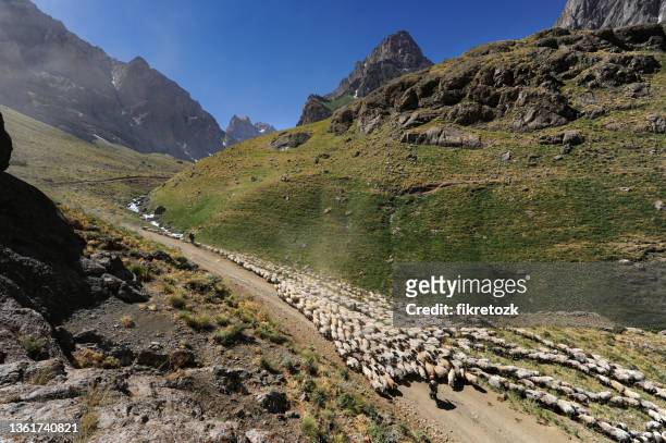 koçeri sheep - transhumance stock pictures, royalty-free photos & images