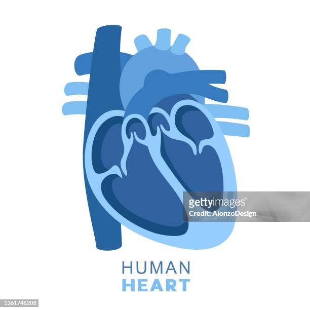 human heart. circulatory system. heart section. - human heart illustration stock illustrations