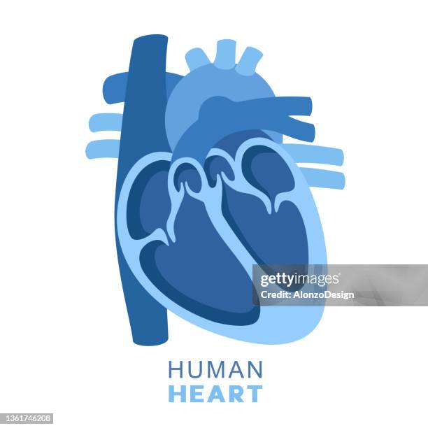 human heart. circulatory system. heart section. - 血液流動 幅插畫檔、美工圖案、卡通及圖標