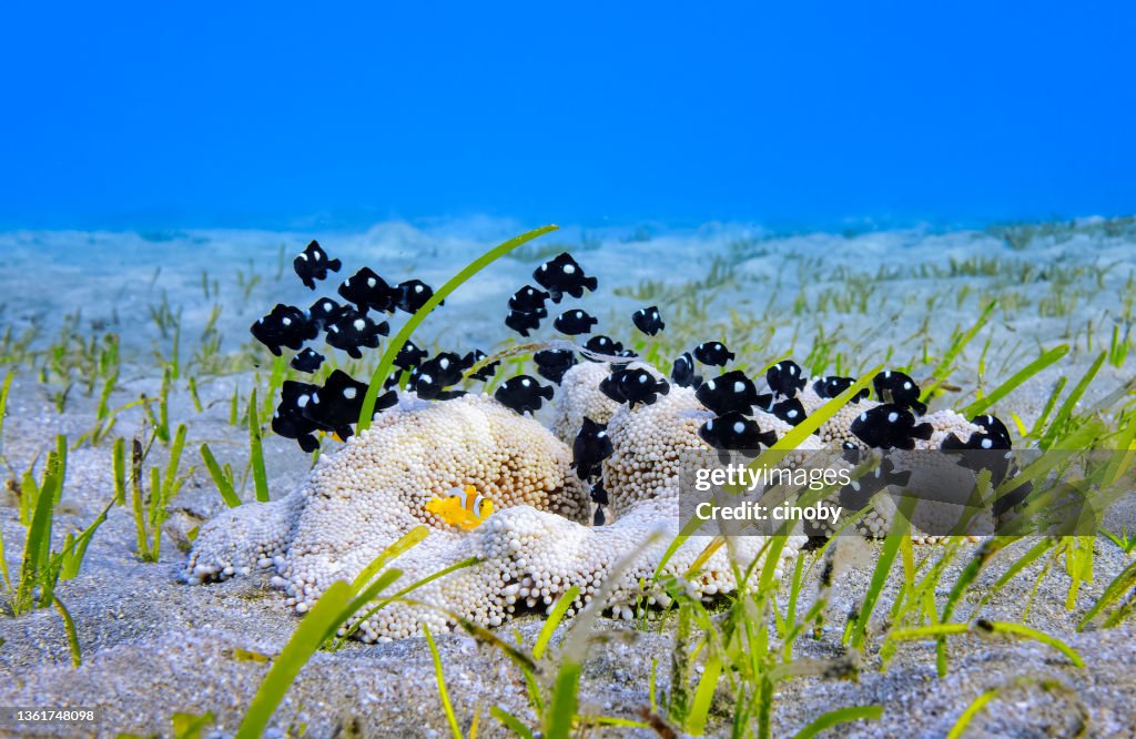Mertens carpet sea anemone and Black Red Sea clownfish ( Amphiprion bicinctus ) - Red Sea / Marsa Alam - Egypt