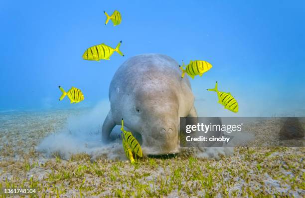 male dugong and golden trevally (gnathanodon speciosus) feeding on seagrass beds in red sea - marsa alam - egypt - endangered species stock pictures, royalty-free photos & images