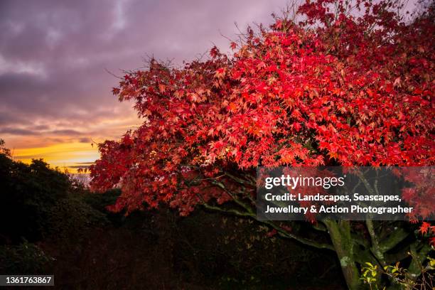 red acer maple tree at dawn - canadian maple leaf stock pictures, royalty-free photos & images