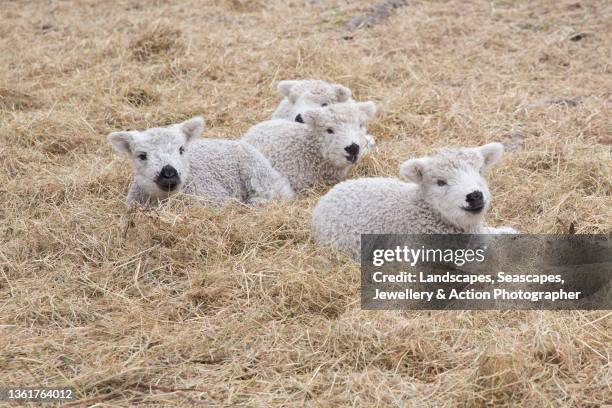 grey-faced dartmoor lambs - sleeping sheep stock pictures, royalty-free photos & images