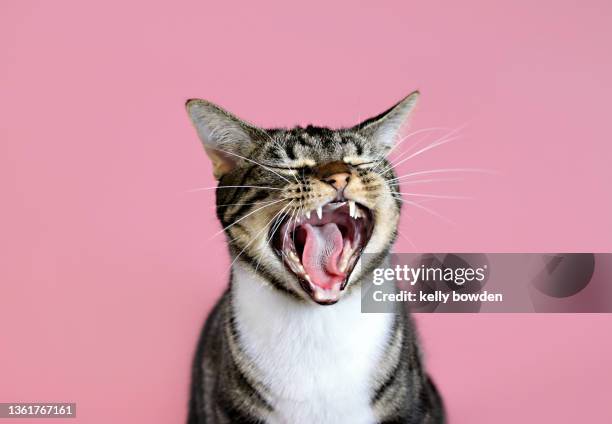 cat meowing yawning laughing with rose gold pink background - felino fotografías e imágenes de stock