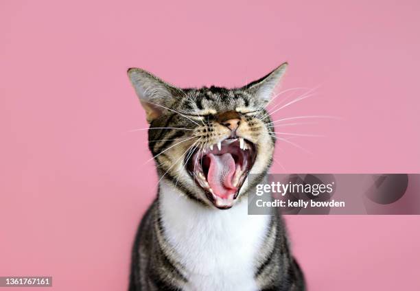 cat meowing yawning laughing with rose gold pink background - animals photos et images de collection