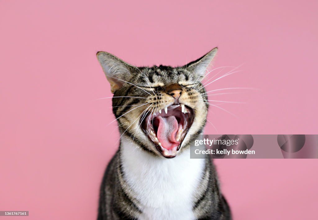 Cat meowing yawning laughing with rose gold pink background