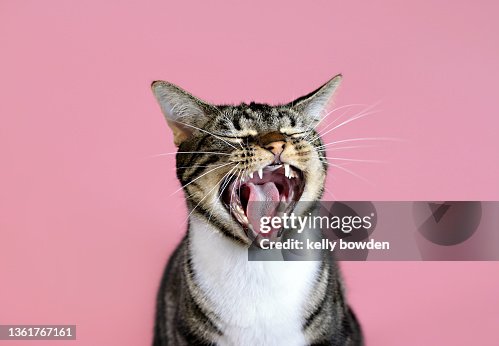 Cat meowing yawning laughing with rose gold pink background Cat meowing yawning laughing with rose gold pink background