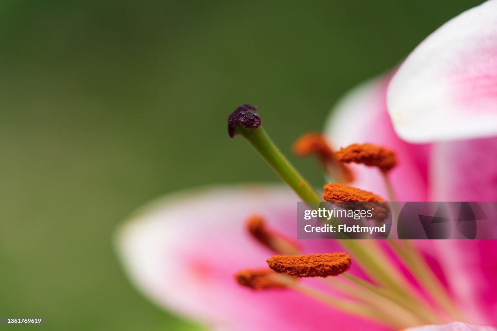 Close Up Of A Lily Flower With Pistil And Stamens High-Res Stock Photo ...
