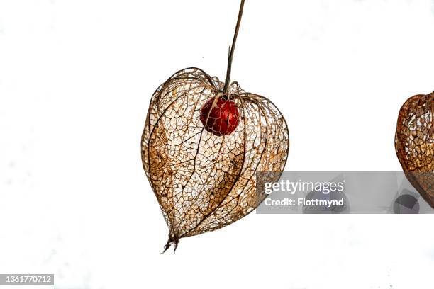 chinese lantern or physalis alkekengi plant isolated on white background. - lanterna cinese foto e immagini stock