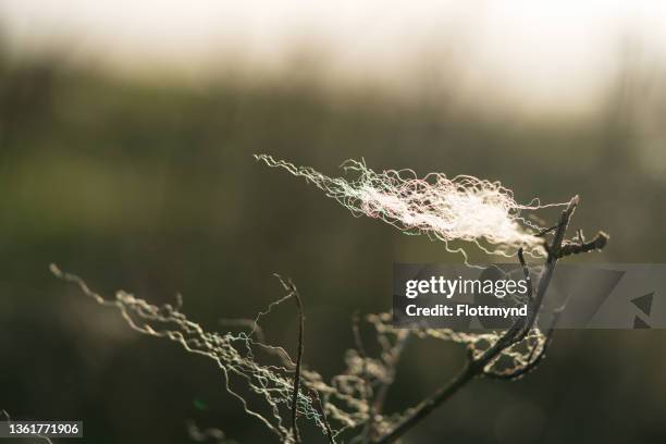 twigs in the early morning light with a tuft of sheep wool, left behind by sheep walking past - sheep walking stock pictures, royalty-free photos & images