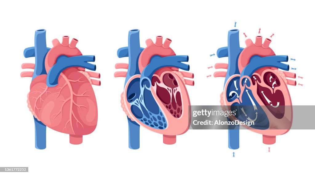 Anatomy of the human heart. Heart section. Blood flow.