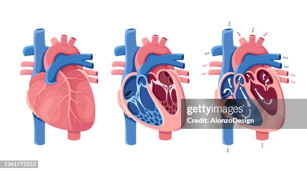 anatomy of the human heart. heart section. blood flow. - cardiovascular system 幅插畫檔、美工圖案、卡通及圖標