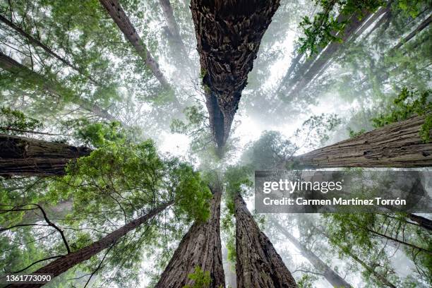 low angle view of sequoia trees in forest, california. usa. - blätterdach stock-fotos und bilder