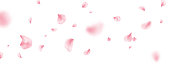 Flower petal flying background. Sakura spring blossom on long banner. Pink rose composition. Beauty Spa product frame. Valentine romantic card. Light delicate pastel design. Vector illustration