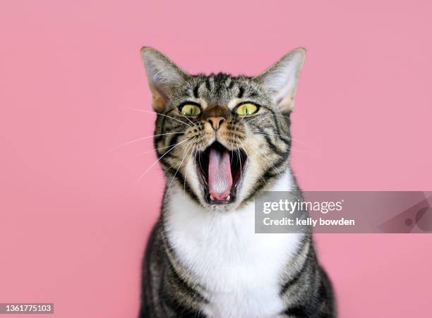 cat meowing singing yawning open mouth with rose gold pink background - cat sticking tongue out stock pictures, royalty-free photos & images