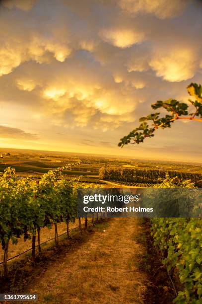 vineyards, walla walla, washington state - walla walla stockfoto's en -beelden