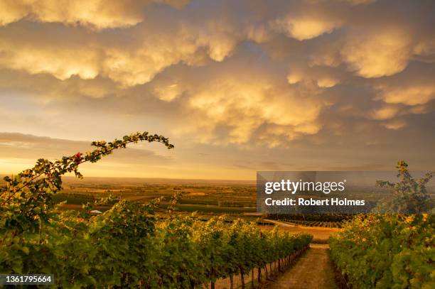 vineyards, walla walla, washington state - walla walla stockfoto's en -beelden