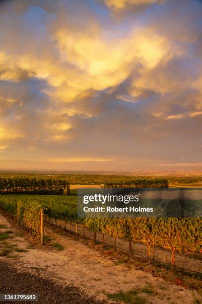 7 hills vinyards, walla walla, washington state - walla walla stockfoto's en -beelden