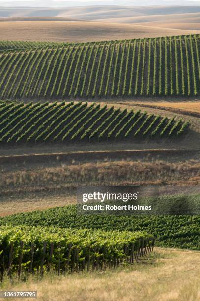 vineyards north of walla walla, washington state - walla walla stockfoto's en -beelden