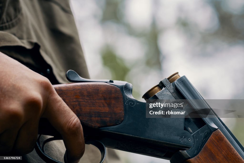Hand of a hunter with an open shotgun with cartridges during a hunting day in woodland