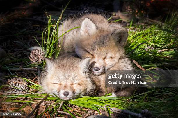 two red fox kits sleeping, snuggled up with each other - holen stockfoto's en -beelden