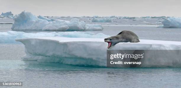 leopard seal - antarctic peninsula stock pictures, royalty-free photos & images