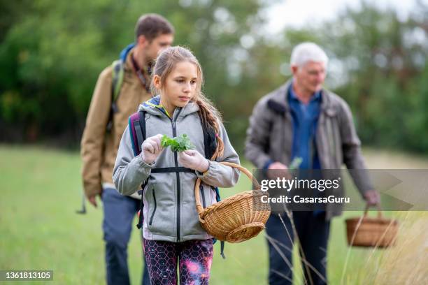 mädchen pflückt kräuter auf einer wiese mit ihrem bruder und großvater - kräuter stock-fotos und bilder