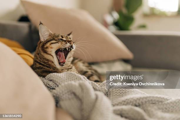 cat yawning - funny wake up - fotografias e filmes do acervo