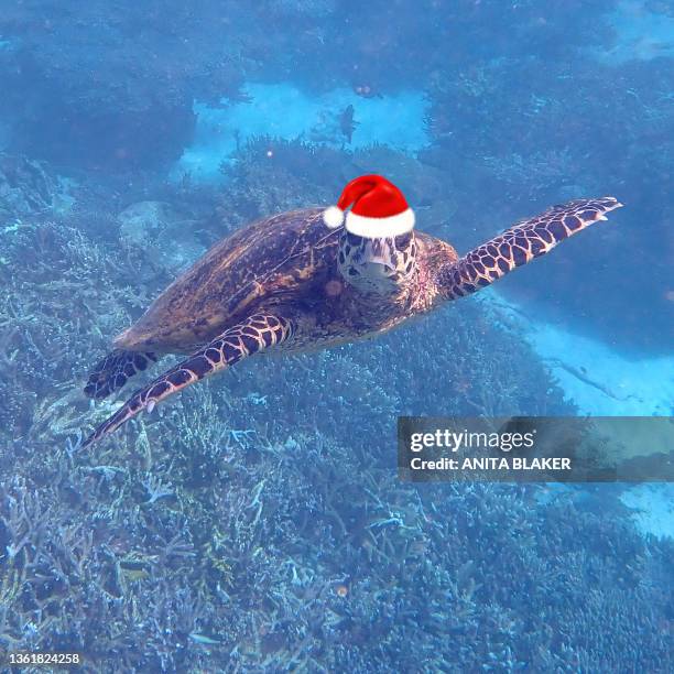 hawksbill turtle wearing christmas hat - hawksbill turtle stock pictures, royalty-free photos & images