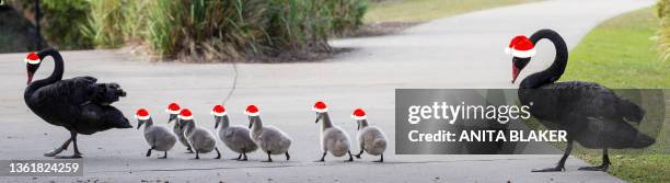 swans at christmas - christmas in queensland stock pictures, royalty-free photos & images