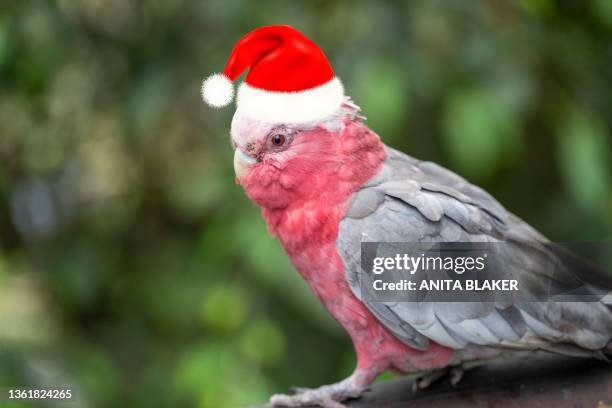 galah at christmas - christmas in queensland stock pictures, royalty-free photos & images