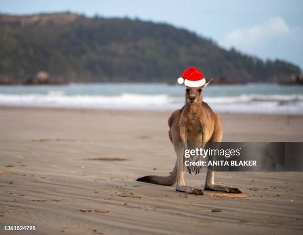 kangaroo wearing a christmas hat - kangaroo on beach foto e immagini stock