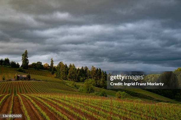 wine country landscapes - willamette tal stock-fotos und bilder