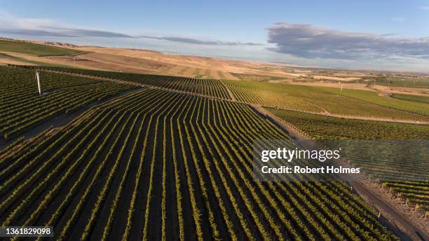 7 hills vineyard, milton freewater, oregon - winemaking stock pictures, royalty-free photos & images
