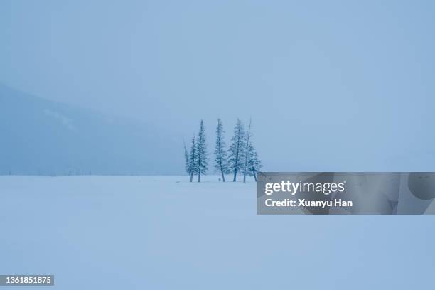 trees on the snow in cloudy weather - bare trees on snowfield stock pictures, royalty-free photos & images