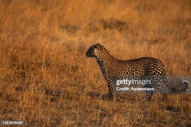 leopard hunting at wild - african leopard stock pictures, royalty-free photos & images