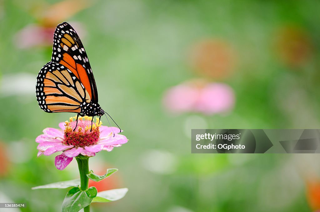 Black and brown monarch butterfly on a pink zinnia flower