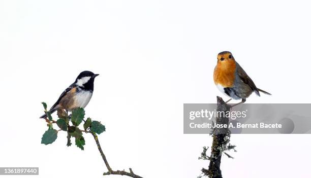 close-up of tannenmeise (periparus ater) coal tit and robin (erithacus rubecula), perched on a branch  on a white background. - perch stockfoto's en -beelden