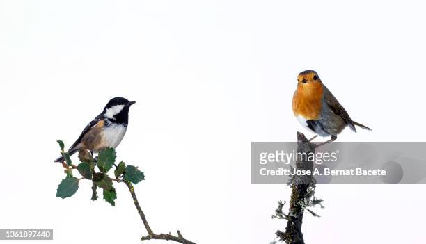 close-up of tannenmeise (periparus ater) coal tit and robin (erithacus rubecula), perched on a branch  on a white background. - uppflugen på en gren bildbanksfoton och bilder